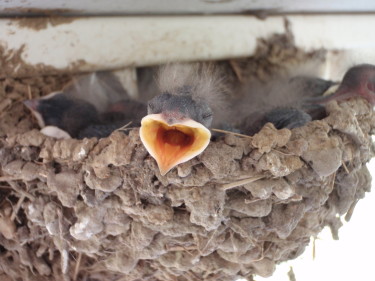 Barn Swallow nestling Kati Fleming: Wikipedia