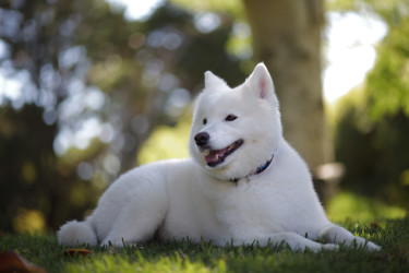 Samoyed_2