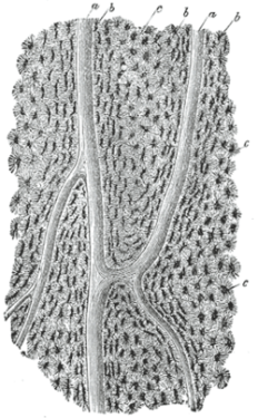 Lacunae in bone cartilage