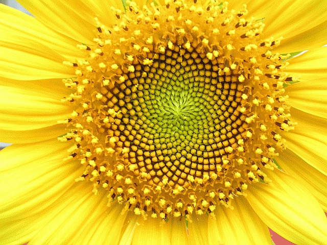 Helianthus_whorl