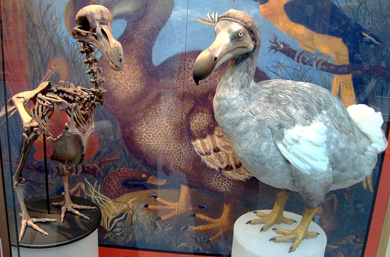 800px-Oxford_Dodo_display