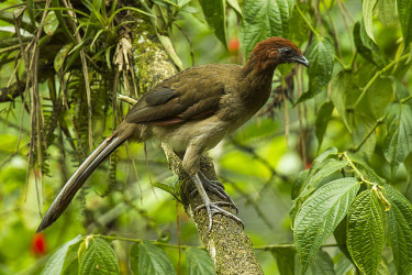 640px-Rufous-headed_Chachalaca